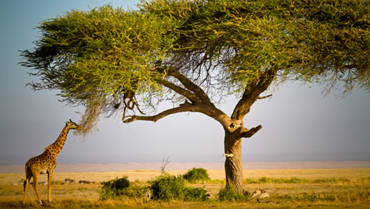 Maasai Mara Nature